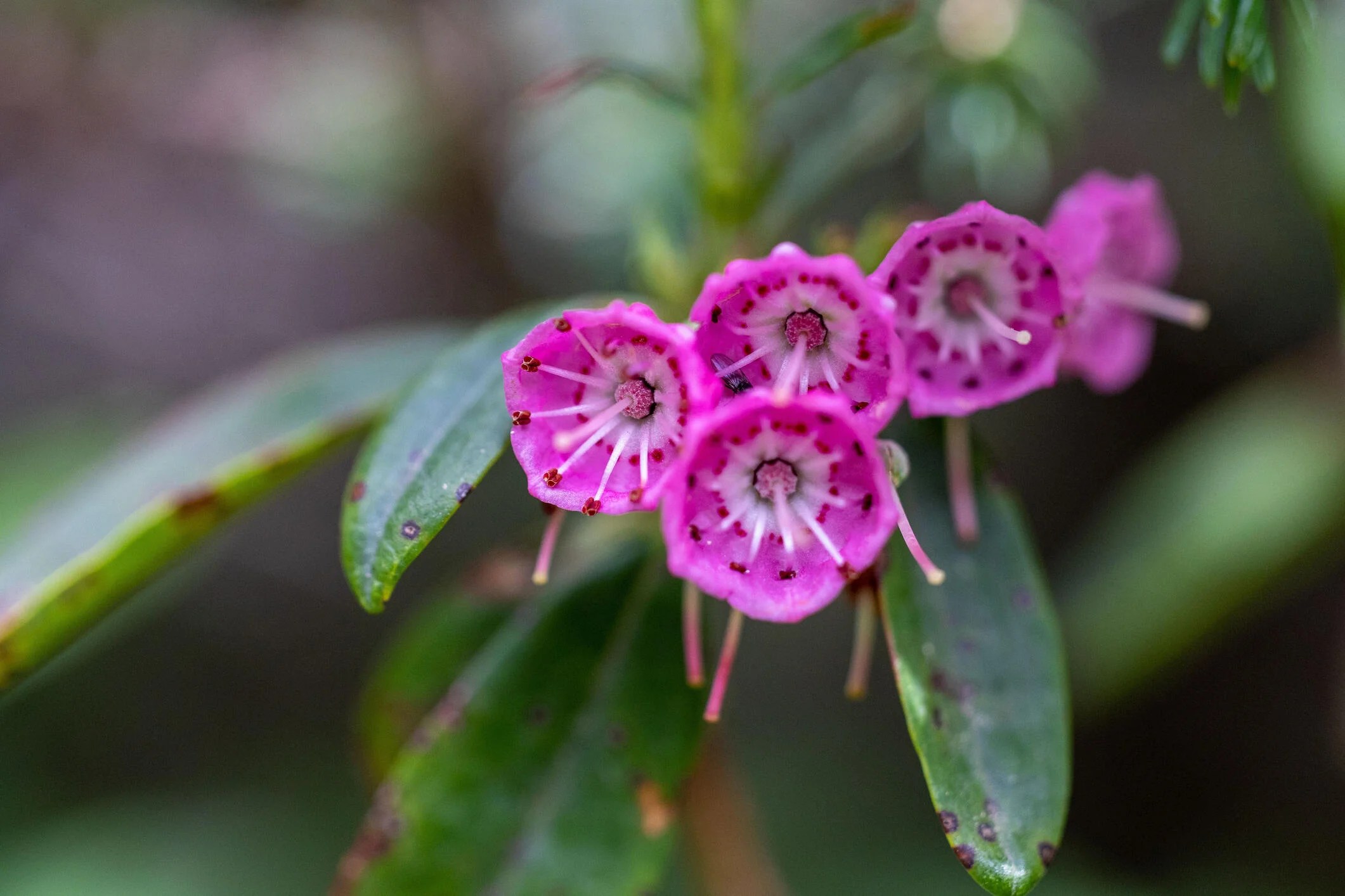 Kalmia wąskolistna, szerokolistna Leroy Merlin