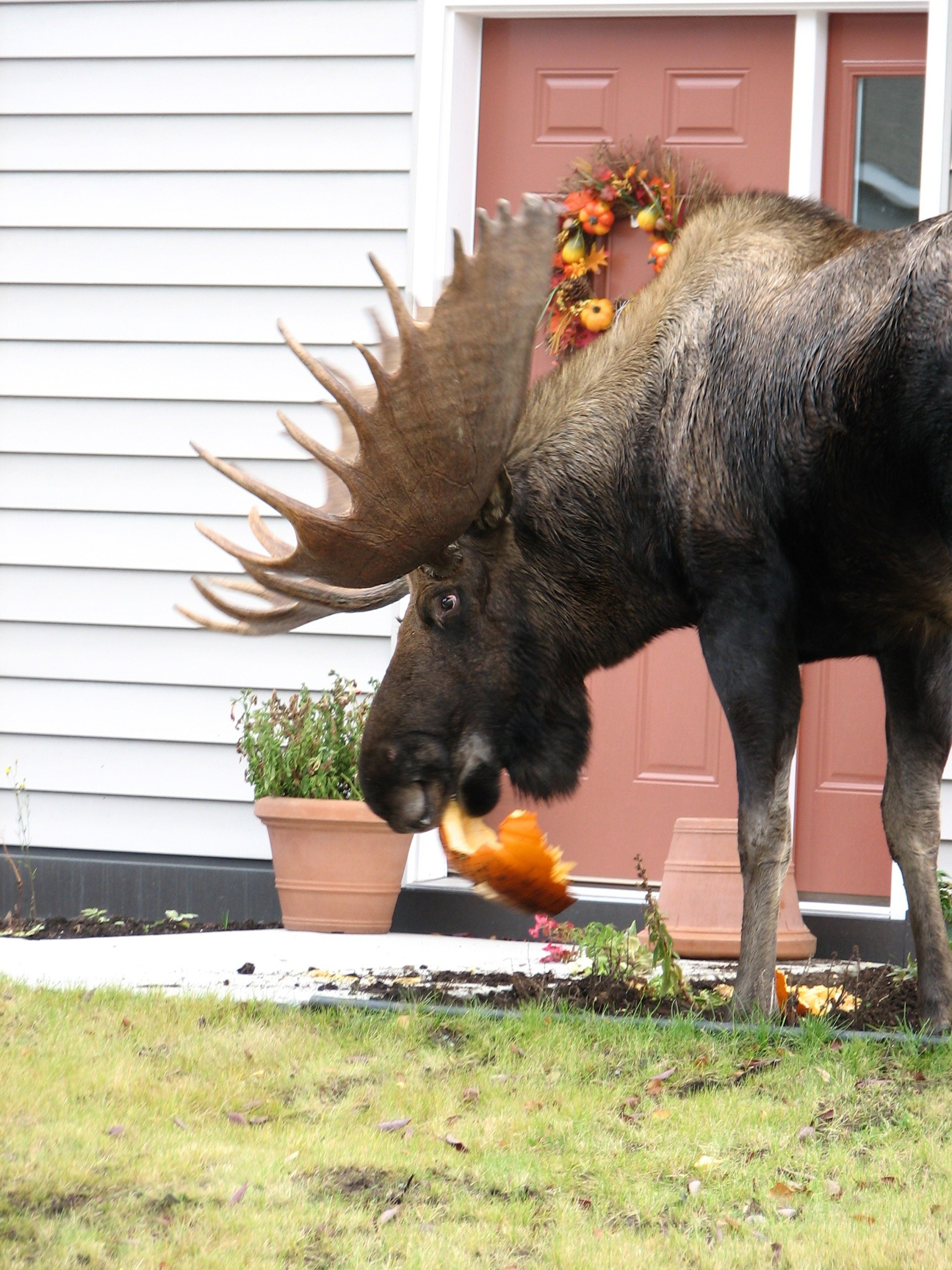 Halloween is Primetime for Moose Alaska Public Media