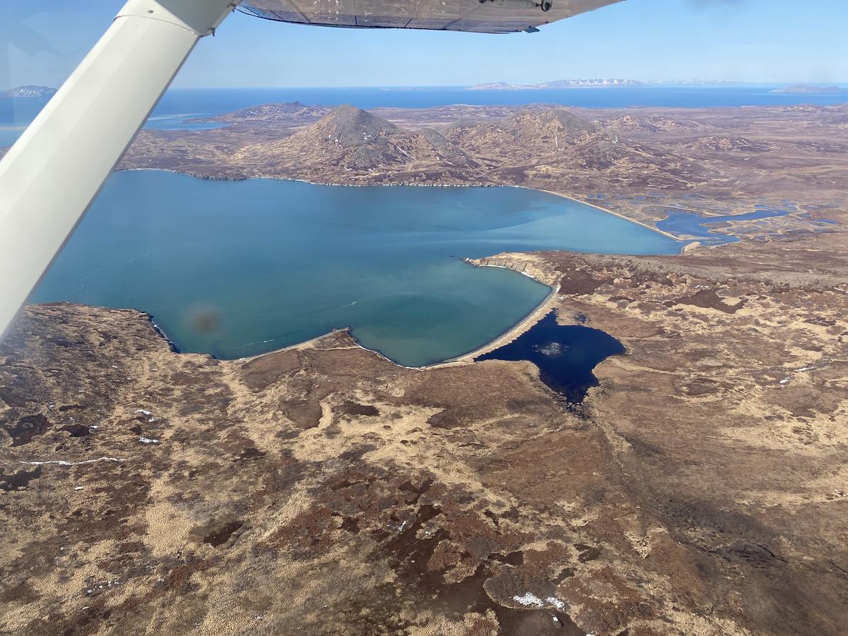 will get first shot at recordforecast of Togiak herring