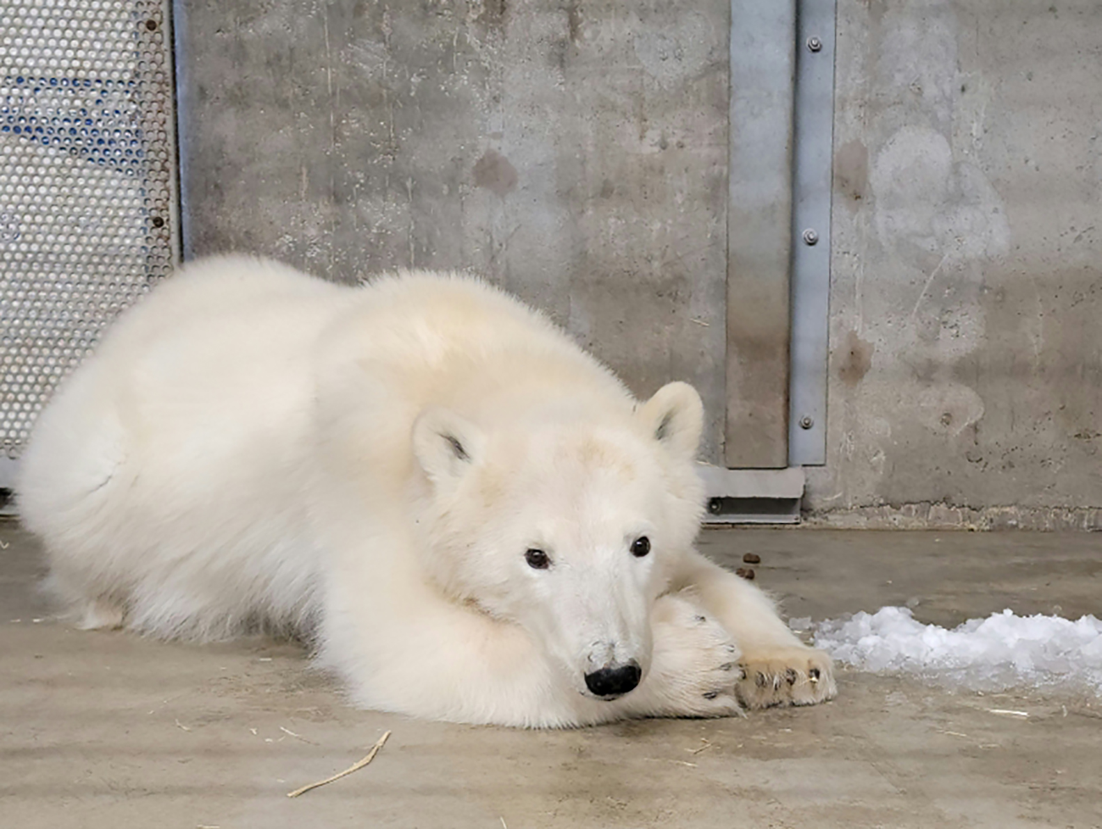 Alaska Zoo takes in orphaned Prudhoe Bay polar bear cub Alaska Public