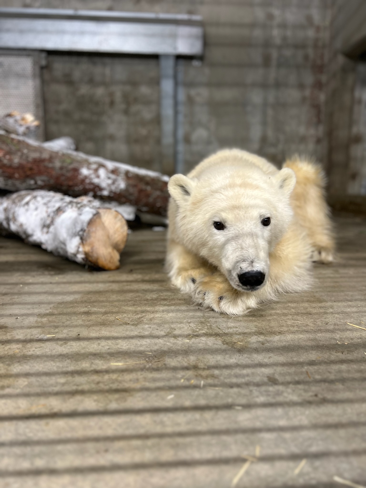 Alaska Zoo takes in orphaned Prudhoe Bay polar bear cub Alaska Public