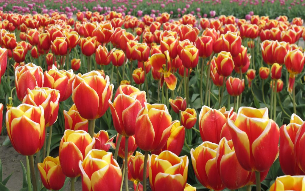 The Silver Bullet 2018 Irrational Complacency Algebris Investments