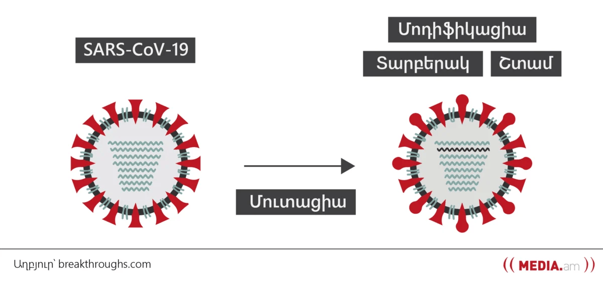 media.am People are the media The Evolution Of The SARSCov19