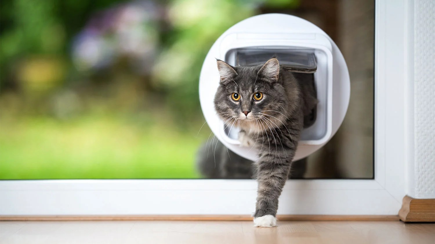 2023 Cost to Install a Pet Door