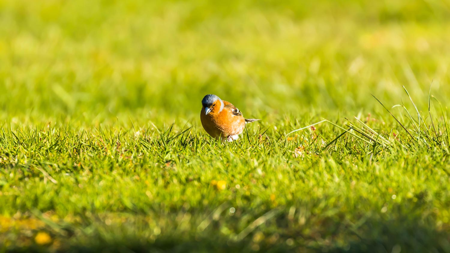 How To Save Grass Seeds From Birds at Willard b blog