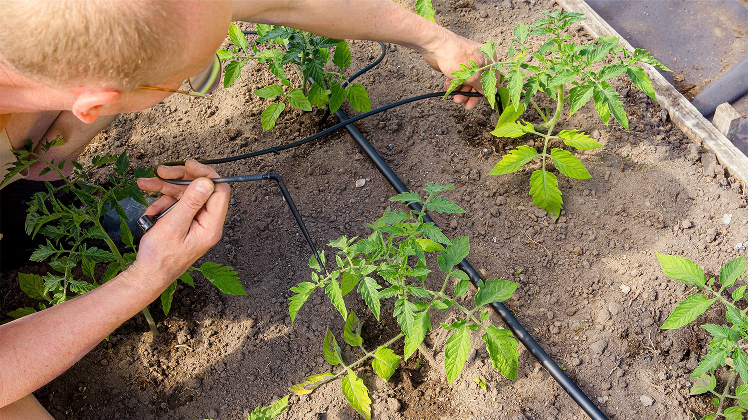 Setting Up Drip Irrigation Square Foot Garden Fasci Garden