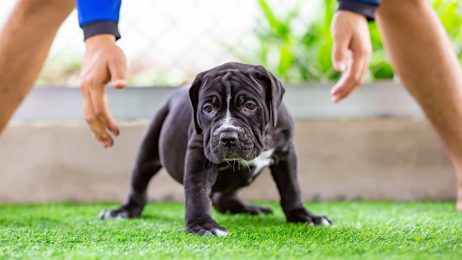 Can Dogs Pee And Poop On Artificial Grass