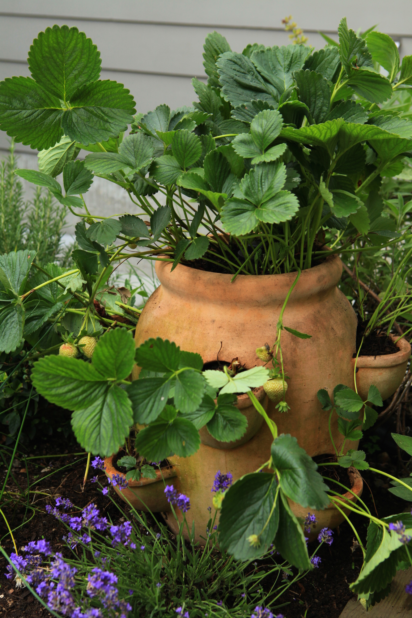 Make a DIY Watering Tube for Strawberry Planters