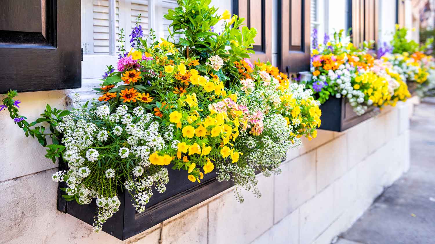 Flower Box Planter Flowers Best Flower Site