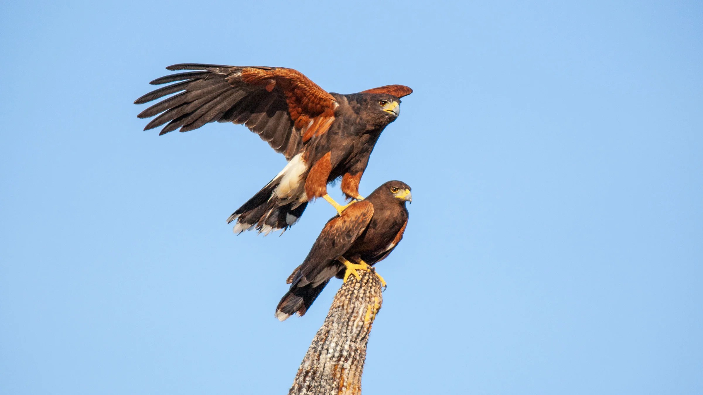 Better Know a Bird How Harris’s Hawks Hunt Like Wolves to Bring Down