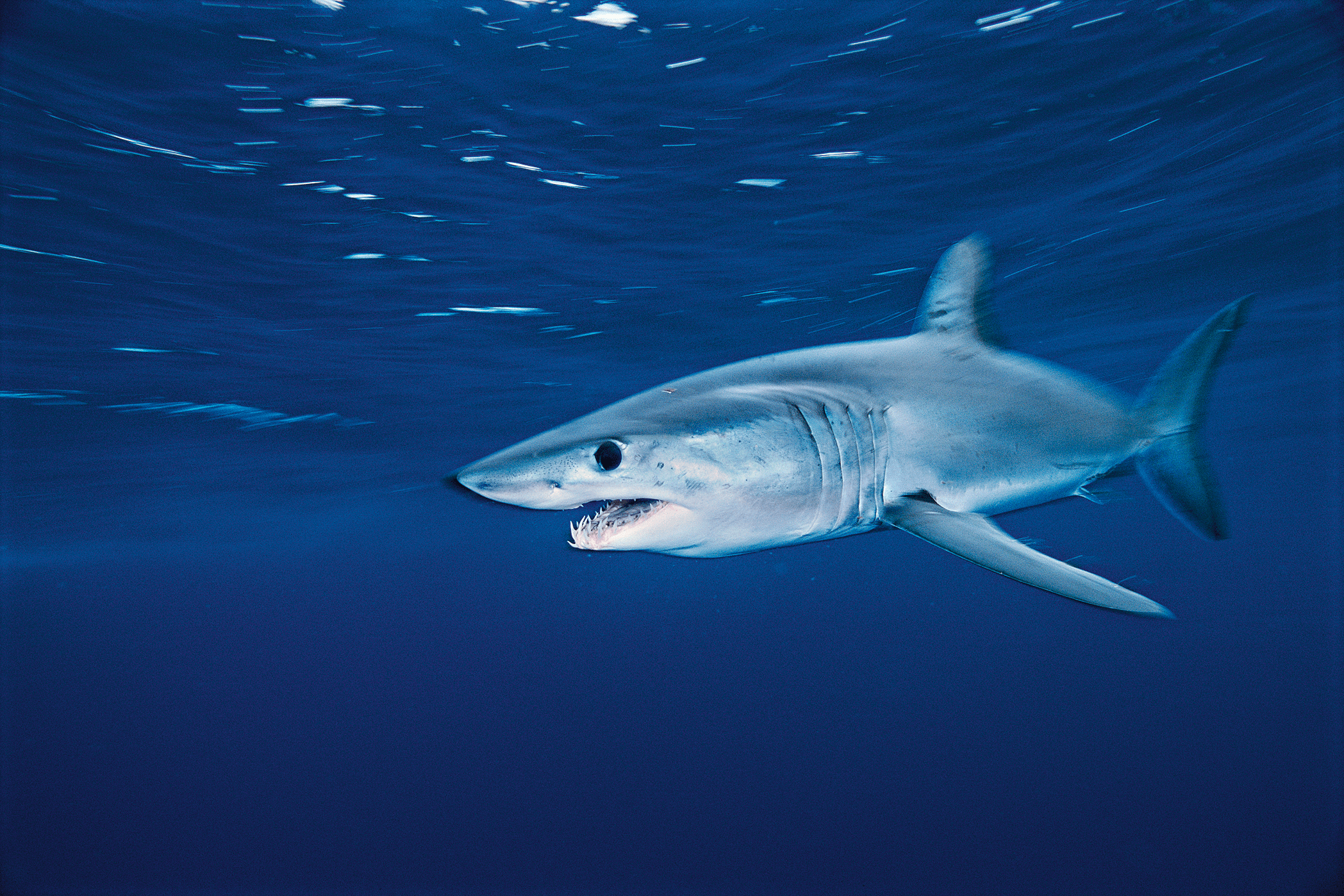 Saving Sharks From Finning Audubon