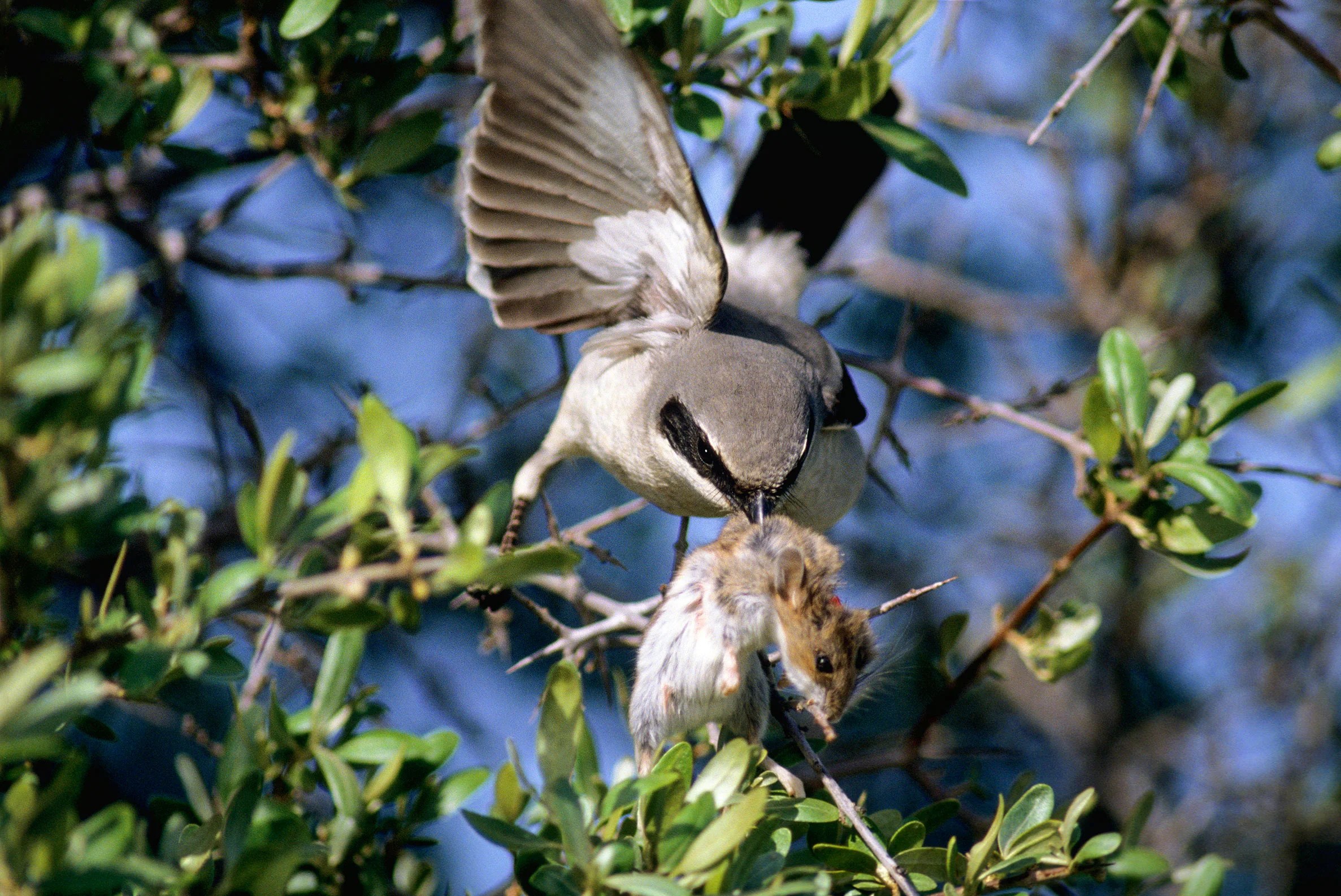 Shrikes Have an Absolutely Brutal Way of Killing Large Prey Audubon