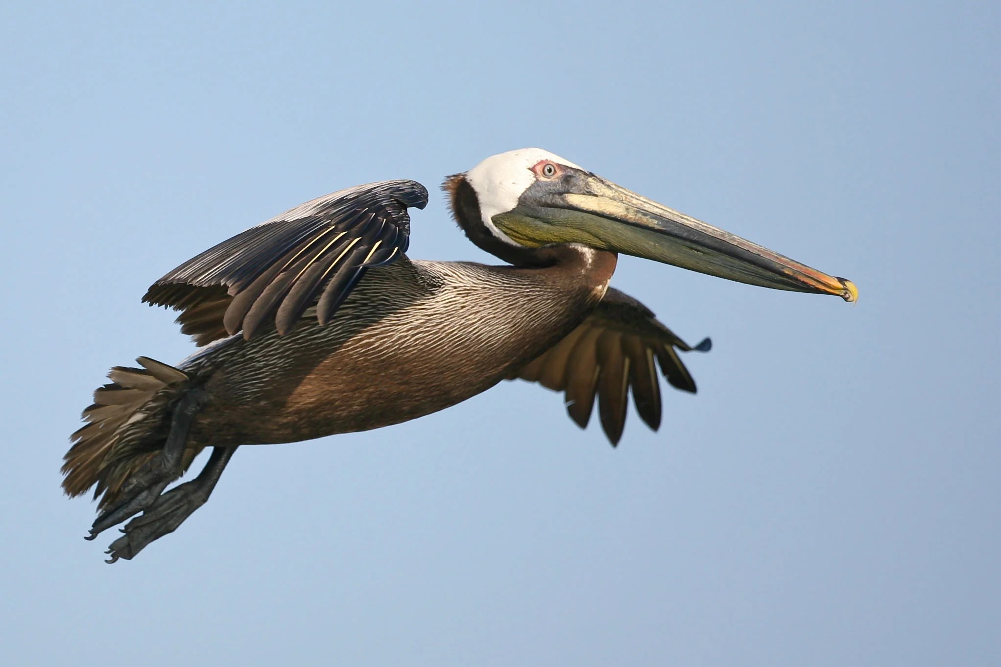 More Than One Million Birds Died During Deepwater Horizon Disaster