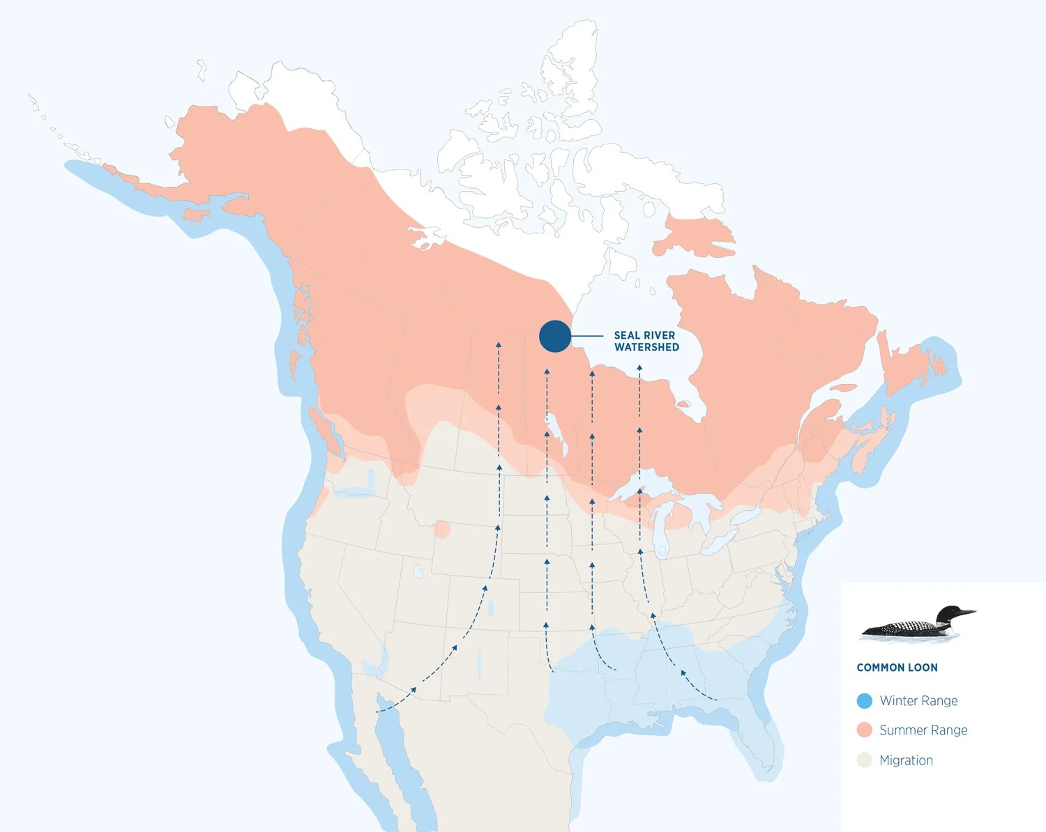 Flying North Audubon