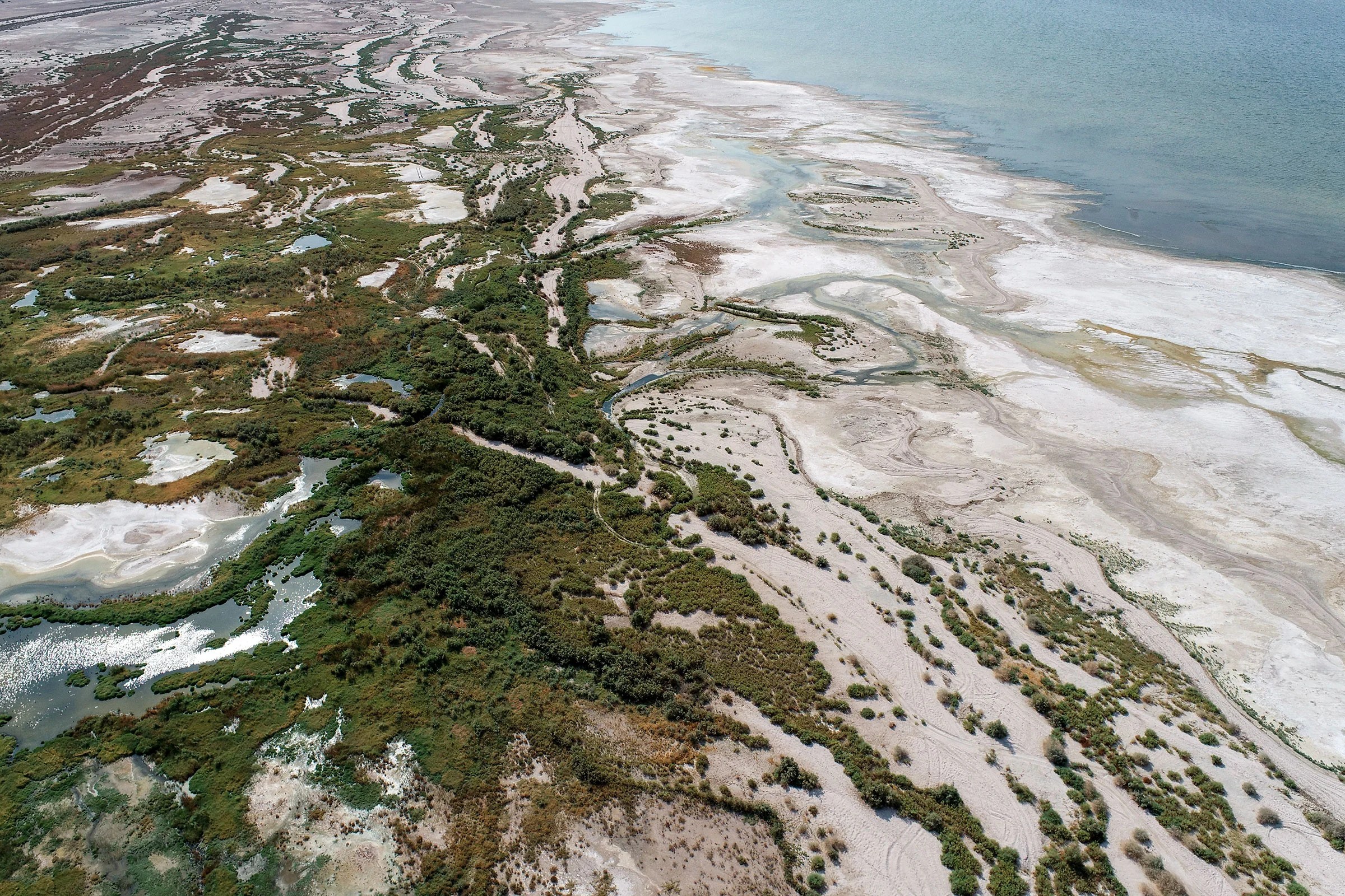 Surprise BirdRich Wetlands Emerge on Dry Lakebed of Shrinking Salton