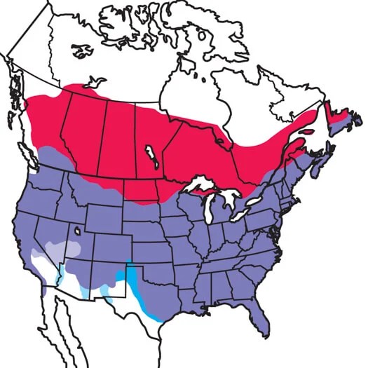 American Crow Audubon Field Guide