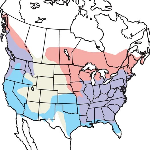 Hooded Merganser Audubon Field Guide