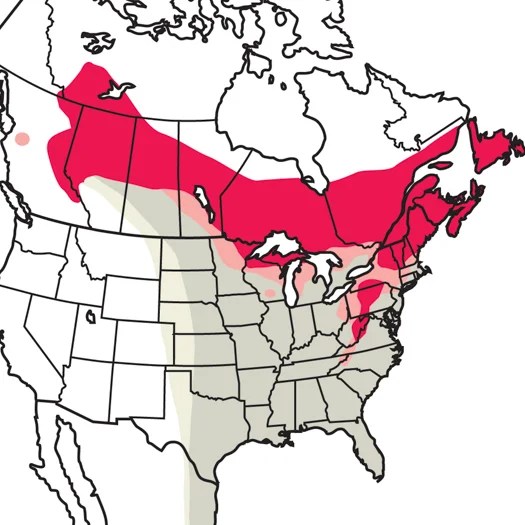 Magnolia Warbler Audubon Field Guide