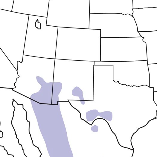 Montezuma Quail Audubon Field Guide