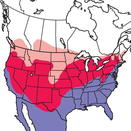 Turkey Vulture Audubon Field Guide