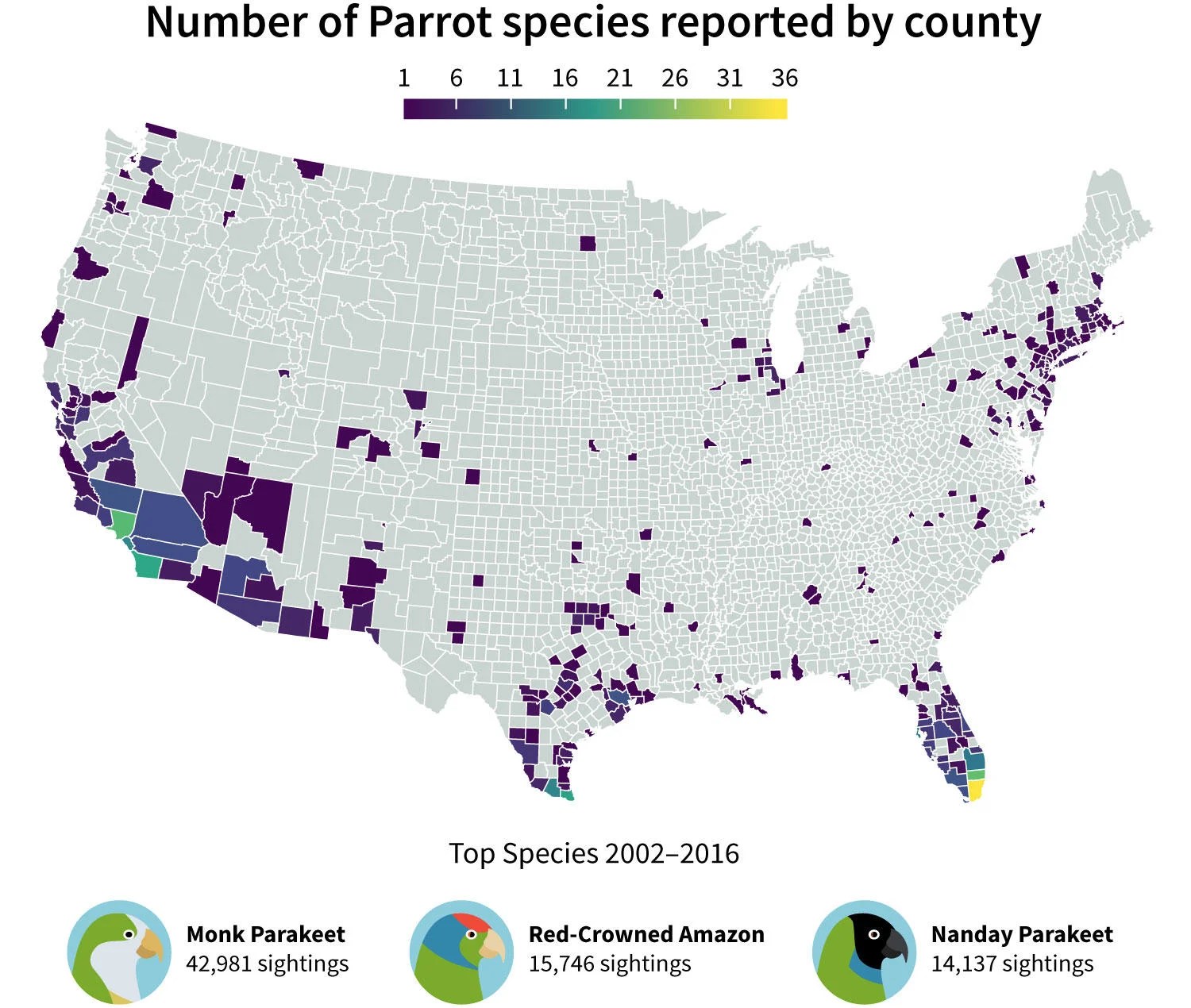Exotic Parrot Colonies Are Flourishing Across the Country Audubon
