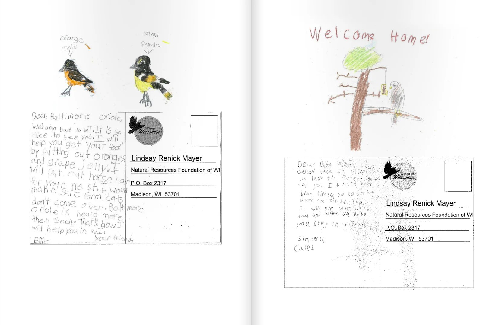 Kids Birds Back With Precious Postcards Audubon