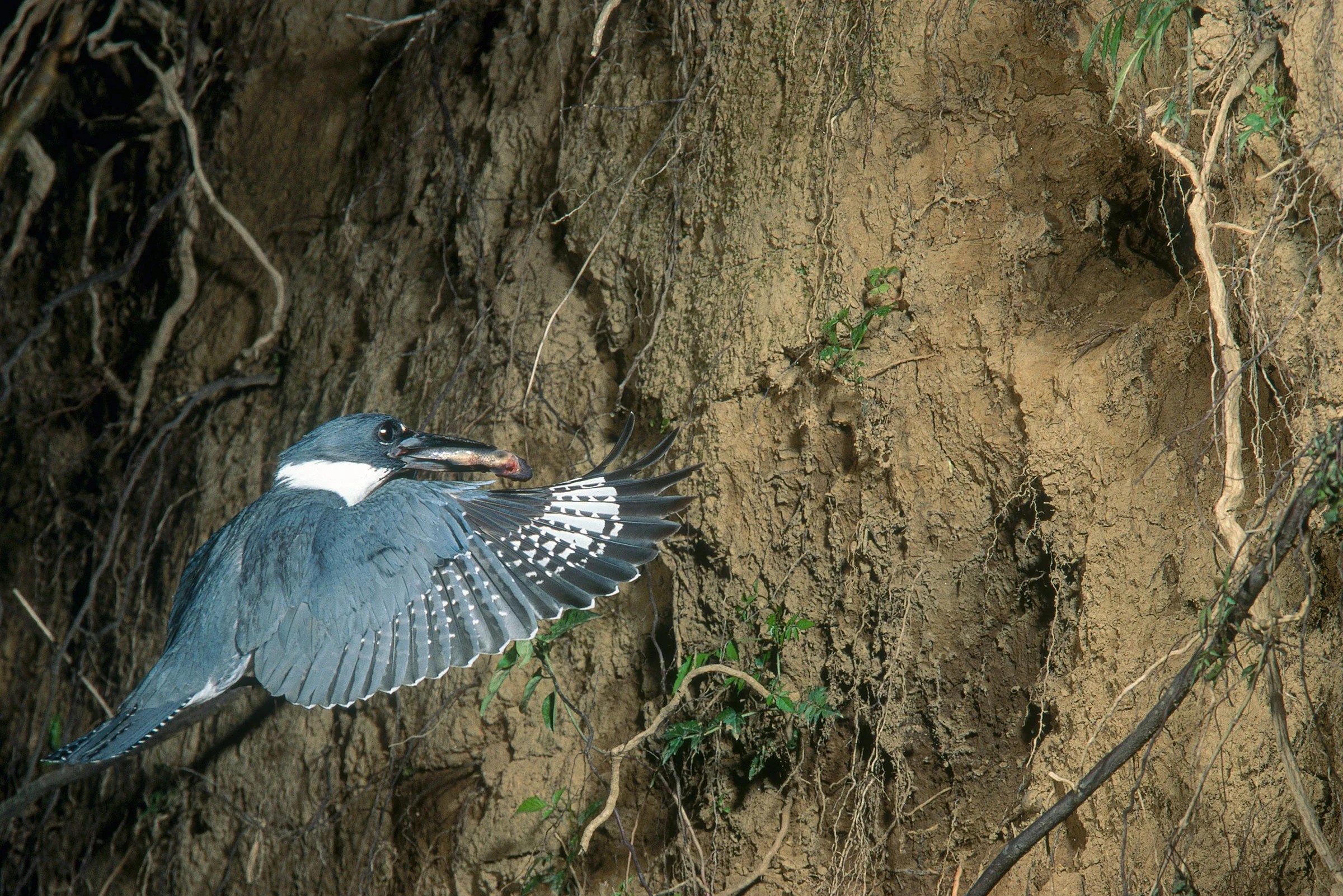 Belted Kingfisher Nest