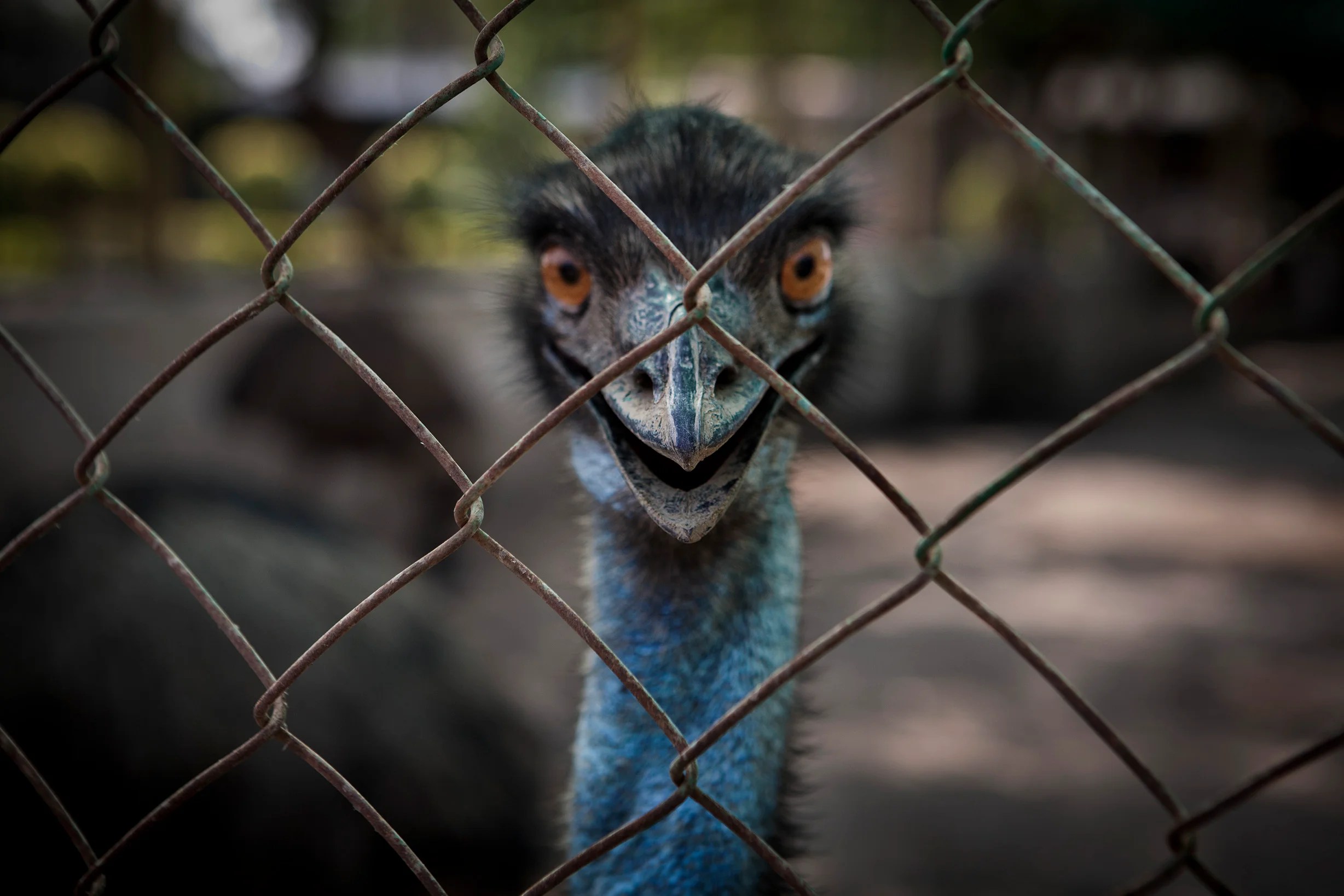 The Emu Has Landed (in India) Audubon