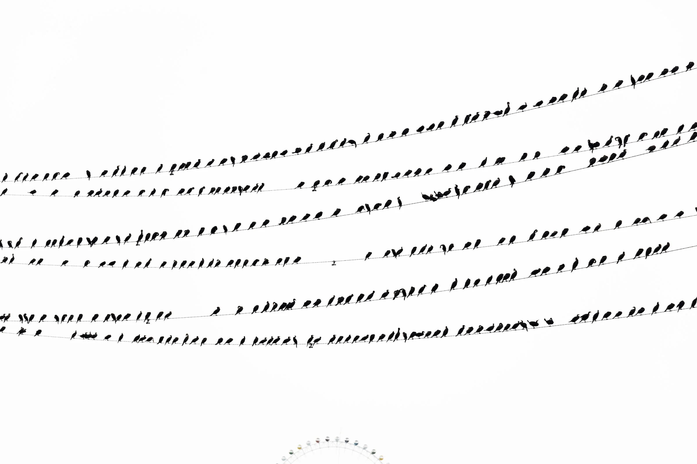 Japan's Cormorant Problem Is Beautifully Captured in These Eerie Photos