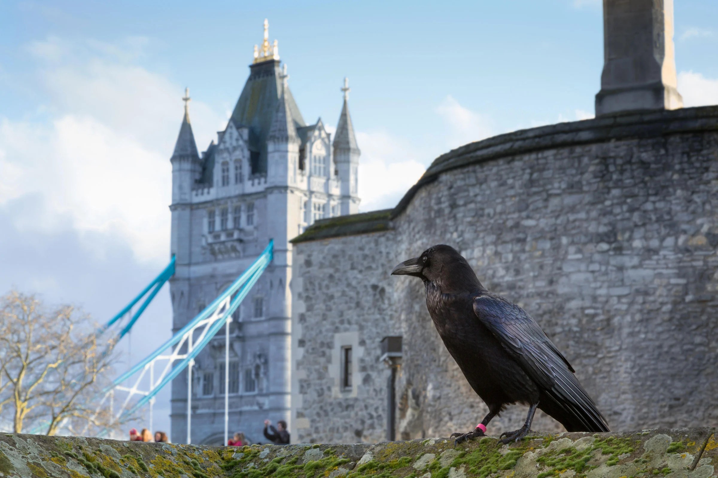 Tower Of London Ravens Meet The Ravens In Charge Of Guarding The Tower