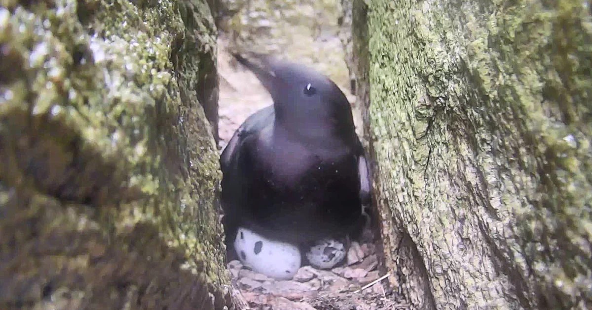 Seal Island, Maine Black Guillemots cam Audubon