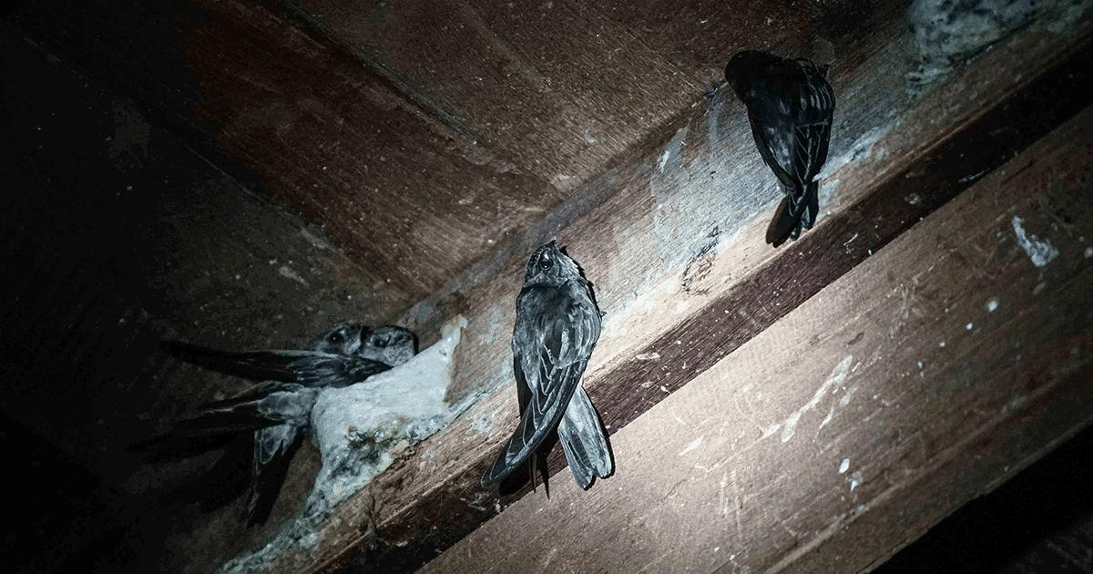 Bird’s Nest Soup Is More Popular Than Ever, Thanks to Swiftlet House