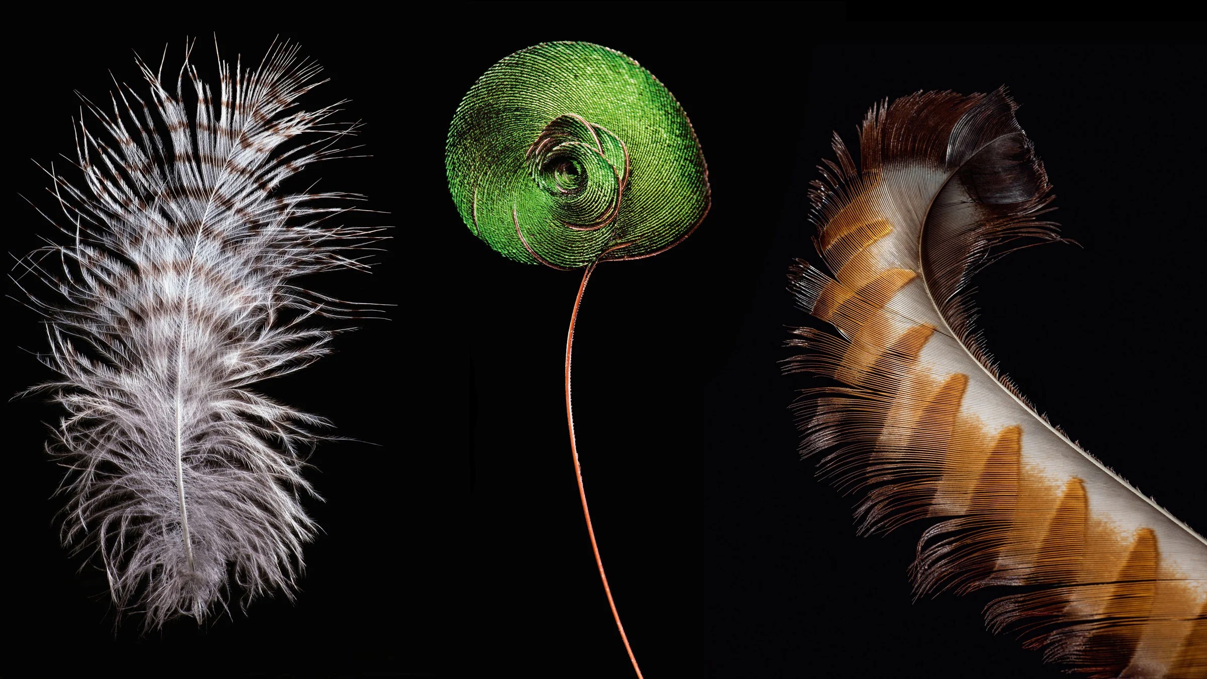 Bird Feathers, Like You've Never Seen Them Before Audubon
