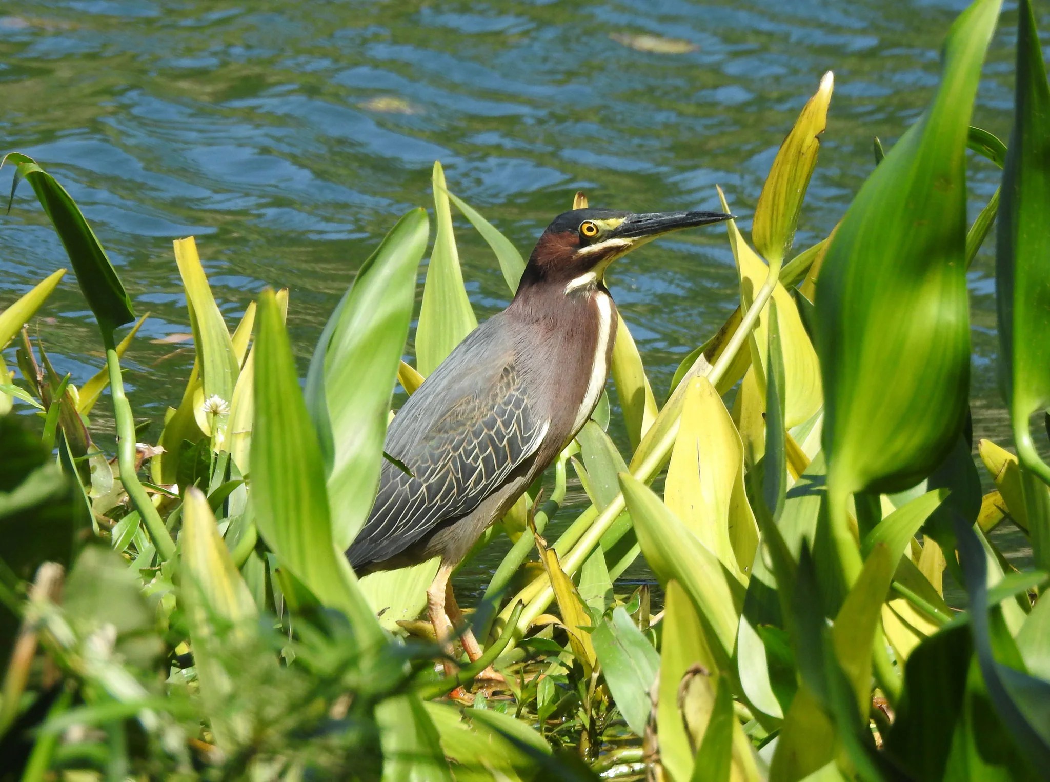 Why Autism Makes the Outdoors More Beautiful—and Complicated Audubon