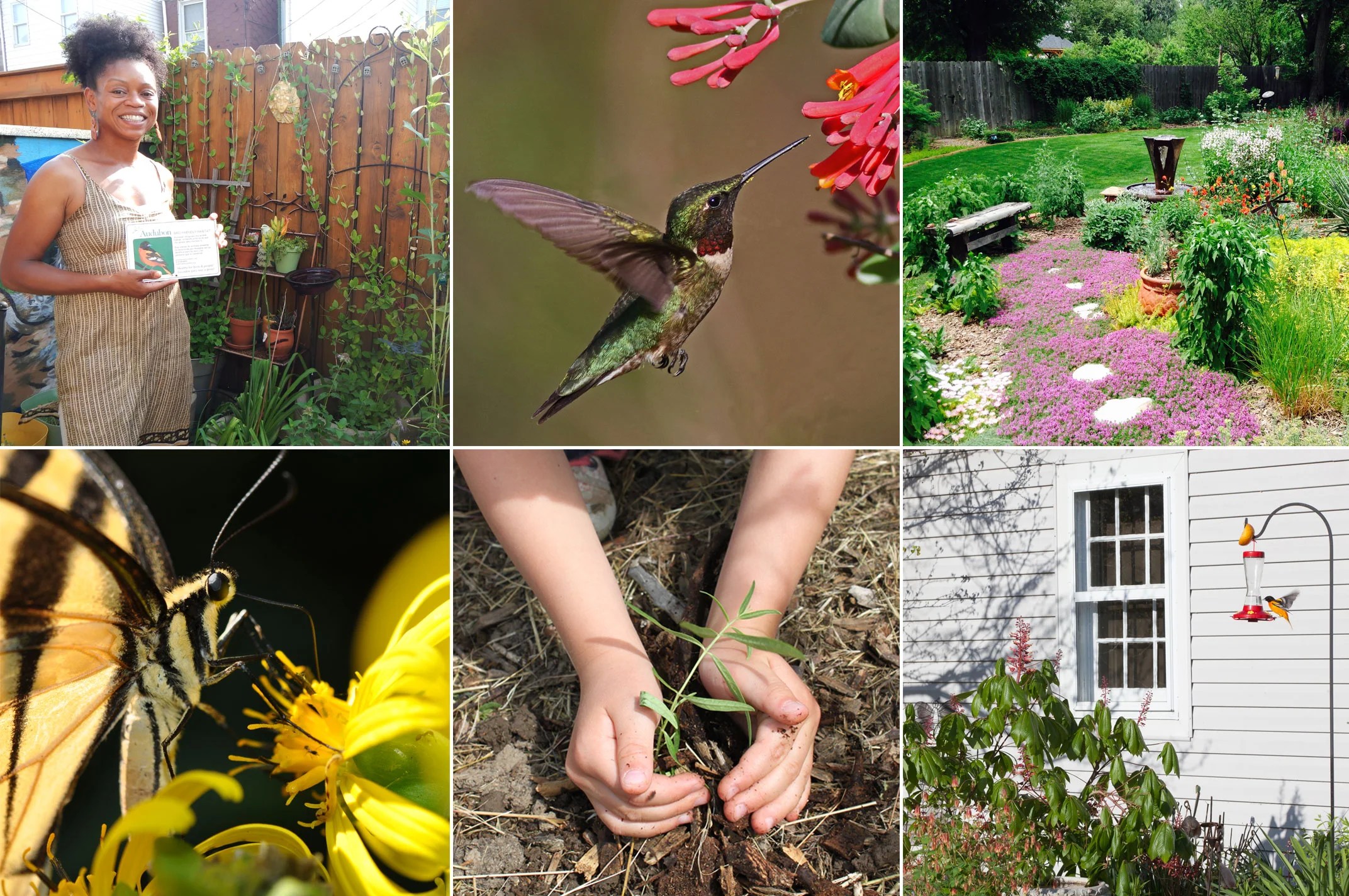 How to Make Your Yard BirdFriendly Audubon