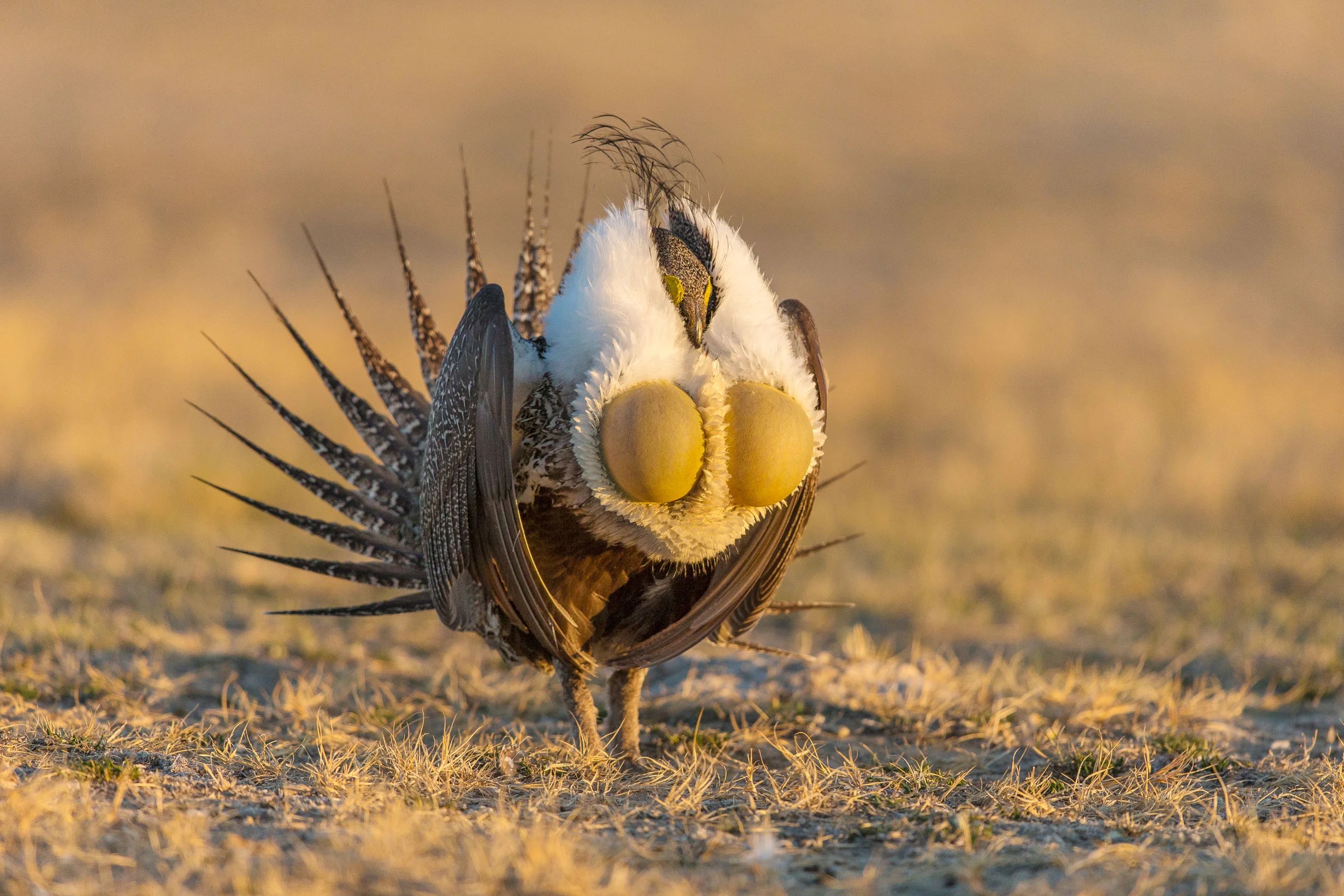 How to Photograph Bird Mating Rituals —Bird Photography Audubon