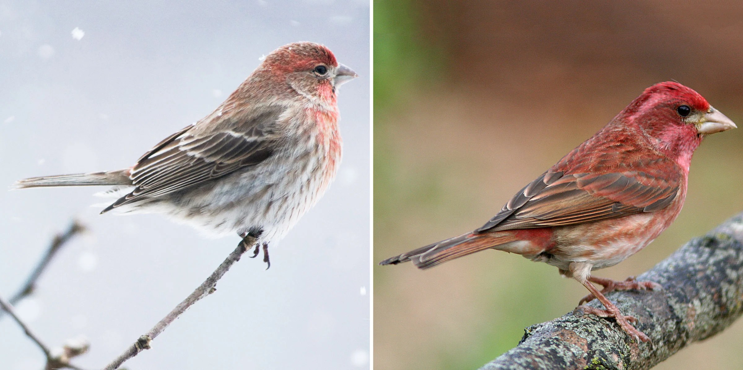 House Finch or Purple Finch? Here's How to Tell Them Apart Audubon