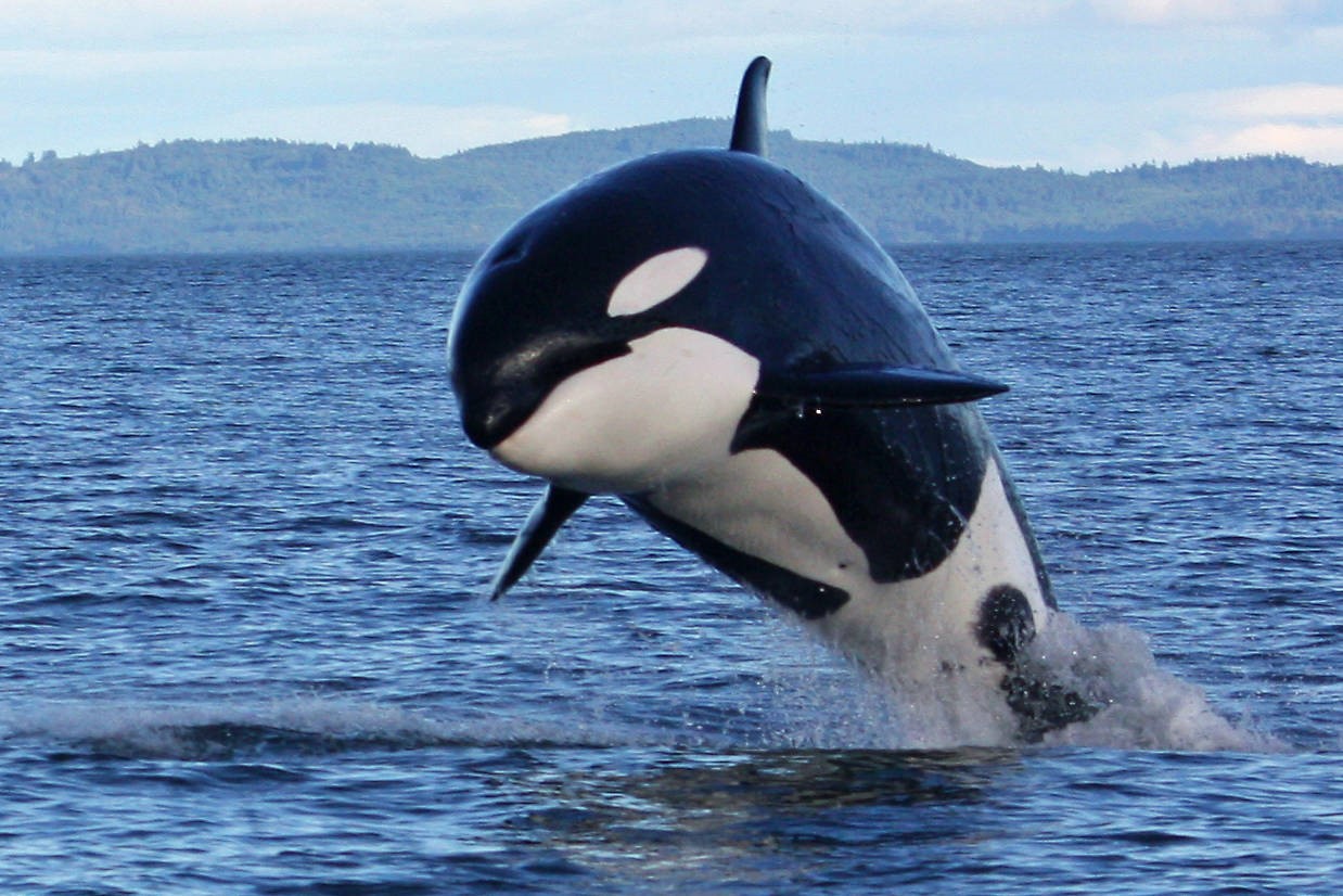 Animals Baamboozle
