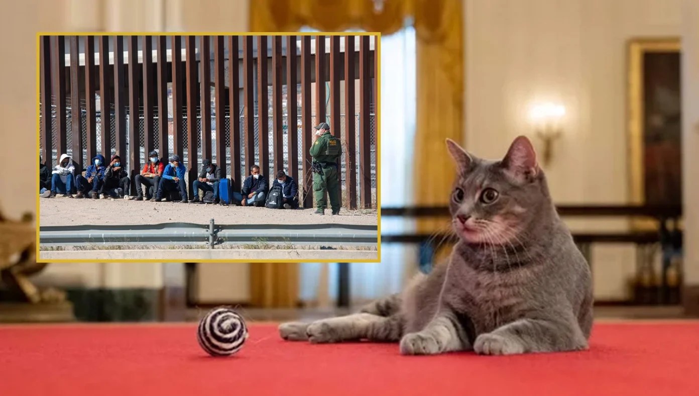 Biden Puts New White House Cat In Charge Of Border Crisis W³P Lives