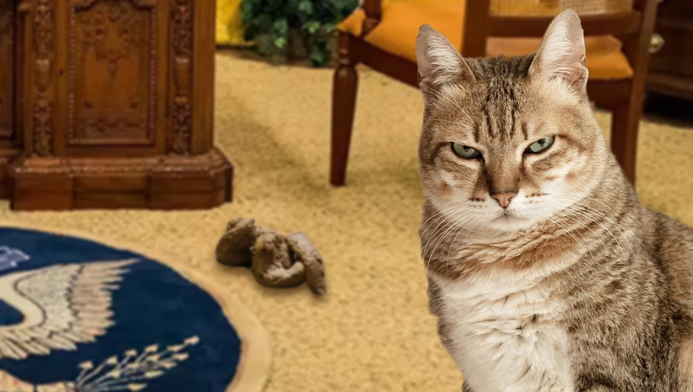 White House Cat Already Tired Of Being Blamed For All These Accidents