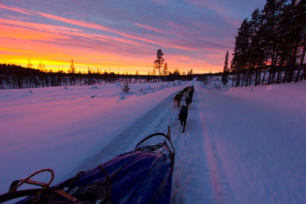 Wild Lapland Gold of Lapland