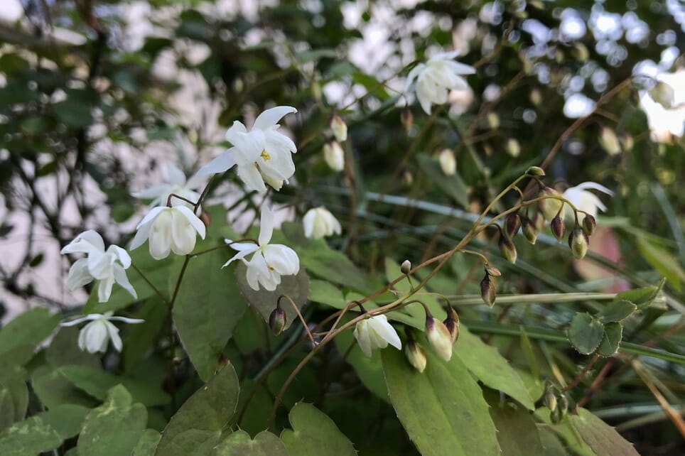Zierliche Elfenblume 'Niveum' Schönste Stauden & Expertenwissen
