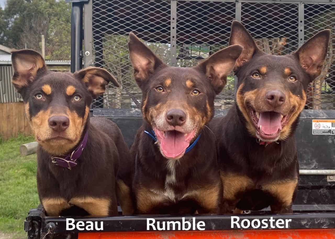 Casterton Dog Auction Beloka Kelpie Stud and Working Dog Training