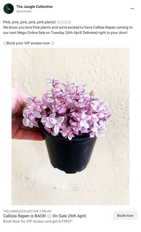 The Jungle Collective Indoor Plants for Sale Sydney Indoor Plant