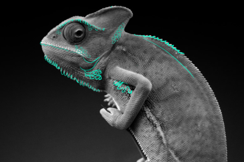 Sculpting chameleon in Blender 2.82 Finished Projects Blender