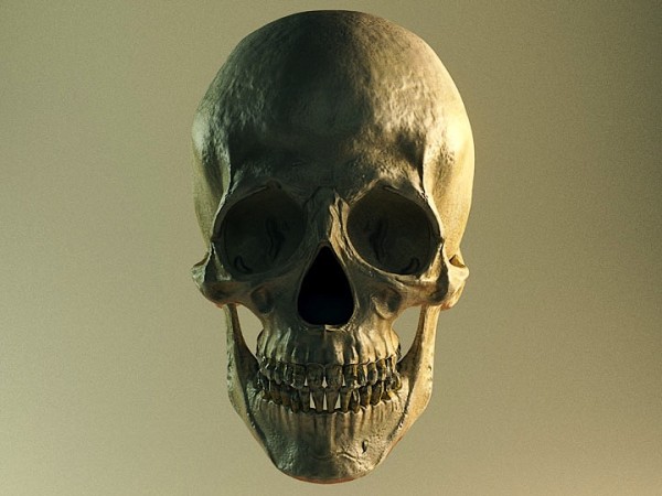 Free Model Skull BlenderNation