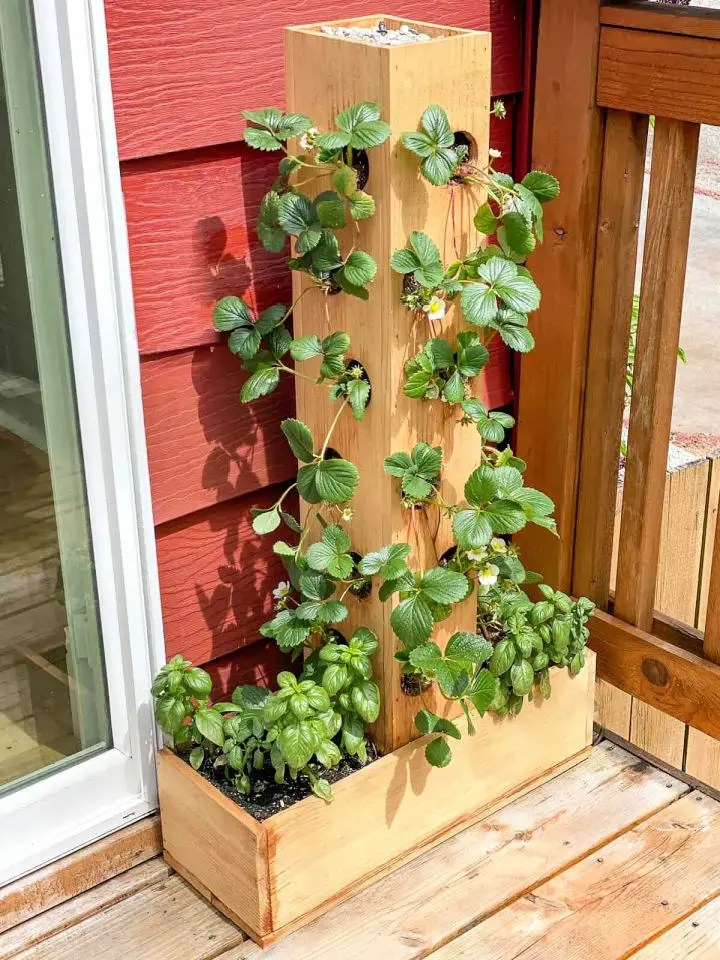 DIY Strawberry Planter A Quick & Easy Guide