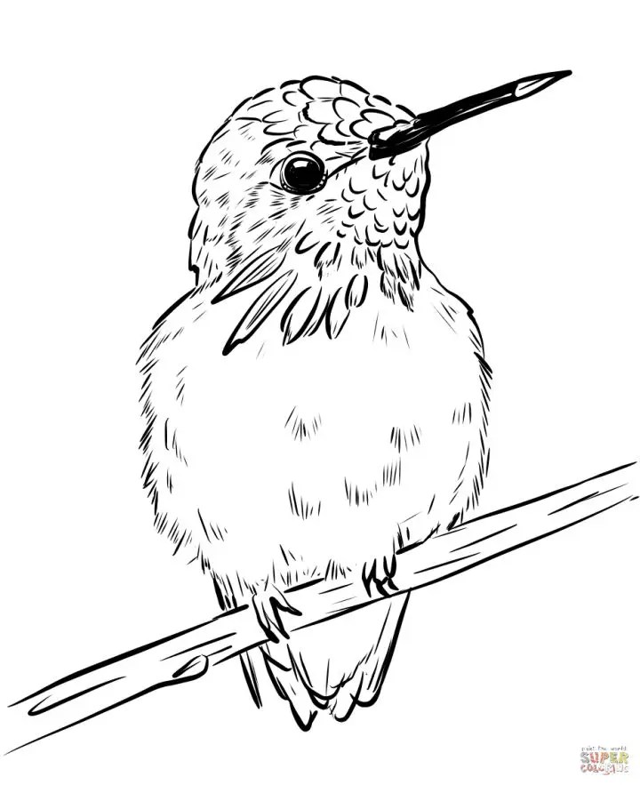25 Free Hummingbird Coloring Pages for Kids and Adults