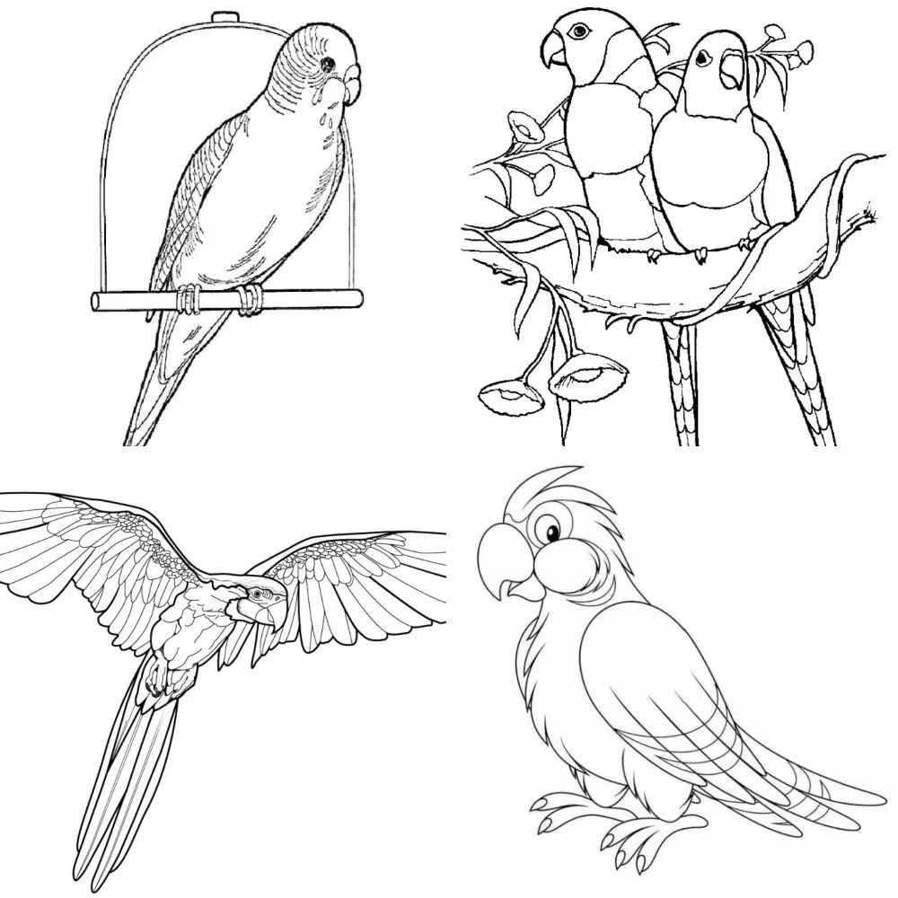 25 Free Parrot Coloring Pages for Kids and Adults