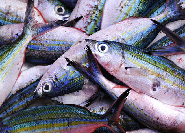 fish.jpeg
